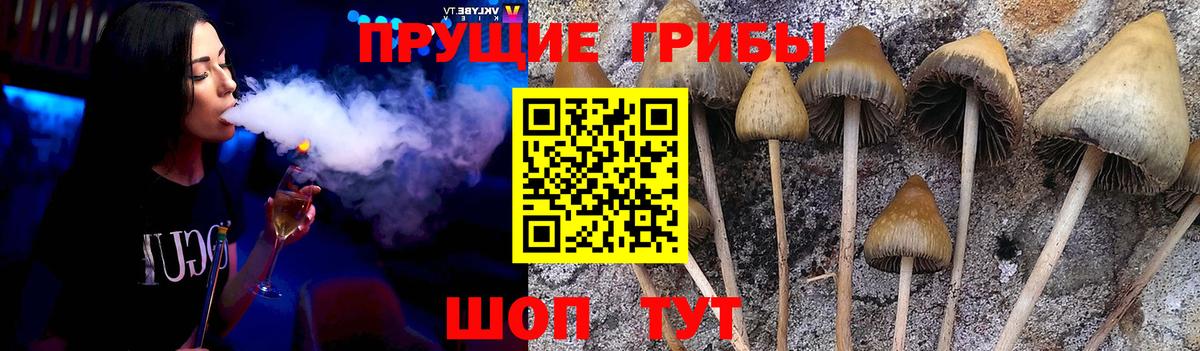 Псилоцибиновые грибы GOLDEN TEACHER  Вход с VPN  Пугачёв 